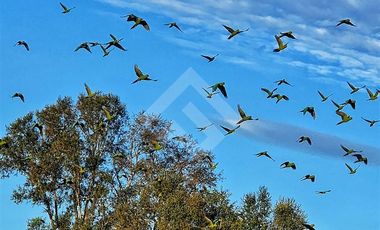 Parcela en Venta en RANCO NATIVO LA UNION