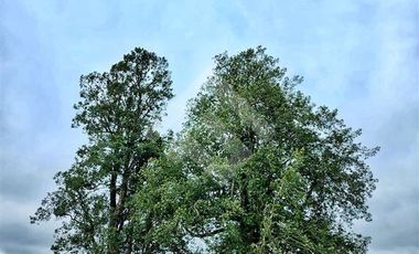 Parcela en Venta en RANCO NATIVO LA UNION