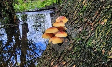 Parcela en Venta en RANCO NATIVO LA UNION