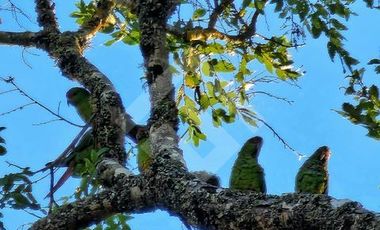 Parcela en Venta en RANCO NATIVO LA UNION