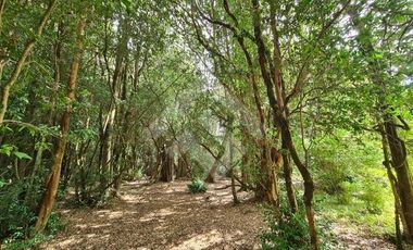 Parcela en Venta en RANCO NATIVO LA UNION