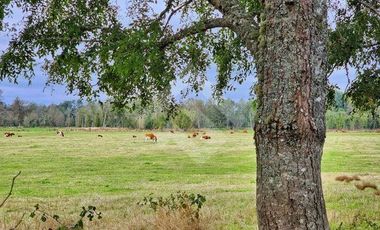 Parcela en Venta en RANCO NATIVO LA UNION