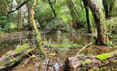 Parcela en Venta en RANCO NATIVO LA UNION