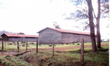 Agrícola en Venta en Crucero Rio Bueno