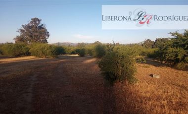 Parcela en Venta en Fundo en Nilahue Alto