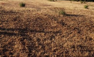 Parcela en Venta en Fundo en Nilahue Alto