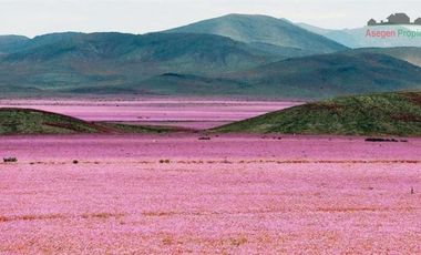 Agrícola en Venta en Parcela camino a Totoral