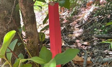 Sitio en Venta en Camino Termas de Chillán Km 47,9 – Recinto, Santa Jovita Interior, Pinto, Región de Ñuble