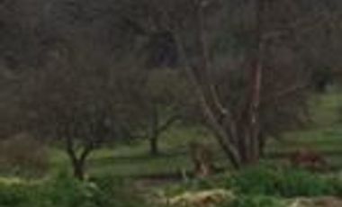 Local Comercial en Venta en Osorno