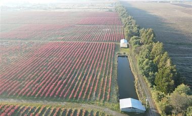 Parcela en Venta en Chillan a Cato sector Capilla Cox, parcelas, planas, excelente ubicación