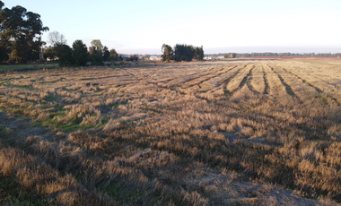 Parcela en Venta en Chillan a Cato sector Capilla Cox, parcelas, planas, excelente ubicación