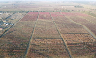 Parcela en Venta en Chillan a Cato sector Capilla Cox, parcelas, planas, excelente ubicación