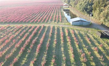 Parcela en Venta en Chillan a Cato sector Capilla Cox, parcelas, planas, excelente ubicación