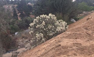 Terreno Construccion  en Arriendo en Camino Internacional