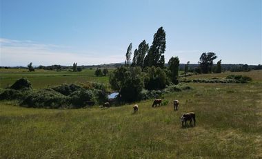 Agrícola en Venta en 48 ha en Rucapequen Chillan, Campo Agricola plano y lomaje muy suave