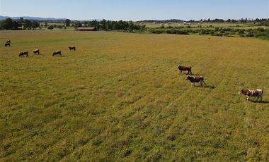 Agrícola en Venta en 48 ha en Rucapequen Chillan, Campo Agricola plano y lomaje muy suave