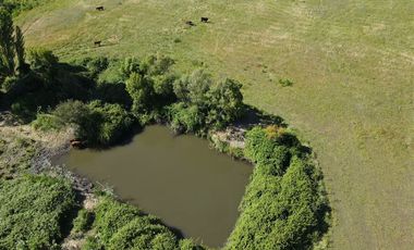 Agrícola en Venta en 48 ha en Rucapequen Chillan, Campo Agricola plano y lomaje muy suave