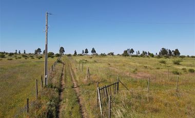 Agrícola en Venta en 48 ha en Rucapequen Chillan, Campo Agricola plano y lomaje muy suave
