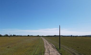 Agrícola en Venta en 48 ha en Rucapequen Chillan, Campo Agricola plano y lomaje muy suave