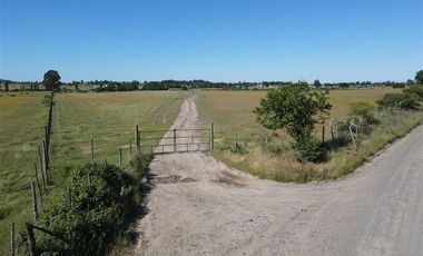 Agrícola en Venta en 48 ha en Rucapequen Chillan, Campo Agricola plano y lomaje muy suave