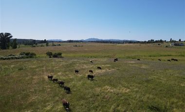 Agrícola en Venta en 48 ha en Rucapequen Chillan, Campo Agricola plano y lomaje muy suave