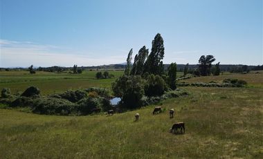 Agrícola en Venta en 48 ha en Rucapequen Chillan, Campo Agricola plano y lomaje muy suave