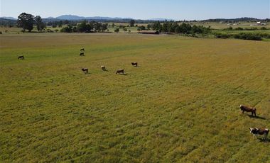 Agrícola en Venta en 48 ha en Rucapequen Chillan, Campo Agricola plano y lomaje muy suave