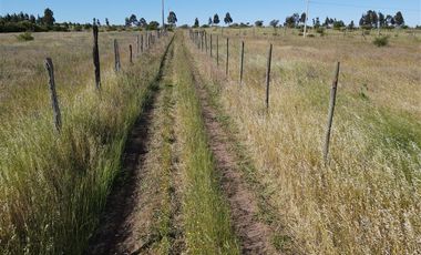 Agrícola en Venta en 48 ha en Rucapequen Chillan, Campo Agricola plano y lomaje muy suave