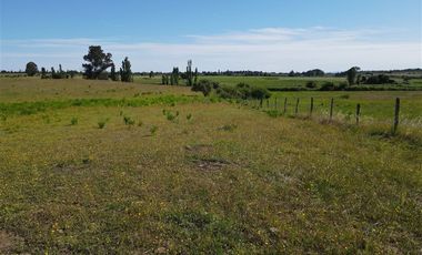 Agrícola en Venta en 48 ha en Rucapequen Chillan, Campo Agricola plano y lomaje muy suave