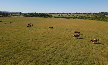 Agrícola en Venta en 48 ha en Rucapequen Chillan, Campo Agricola plano y lomaje muy suave
