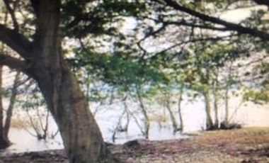 Agrícola en Venta en Ranco