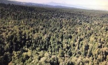 Agrícola en Venta en Futahuente