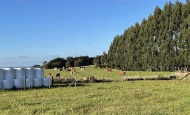 Agrícola en Venta en Fundo Mirador - Los Muermos