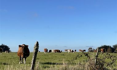 Agrícola en Venta en Fundo Mirador - Los Muermos
