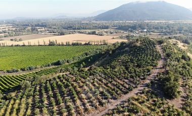 Agrícola en Venta en Chepica