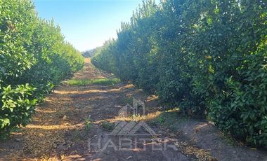 Agrícola en Venta en Chepica