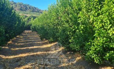 Agrícola en Venta en Chepica