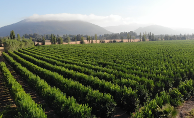 Agrícola en Venta en Chepica