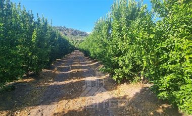 Agrícola en Venta en Chepica