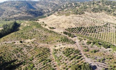 Agrícola en Venta en Chepica