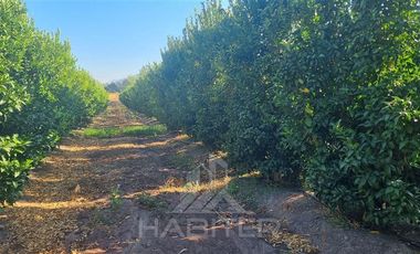 Agrícola en Venta en Chepica