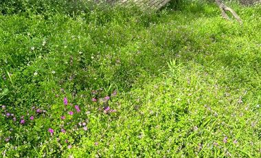 Parcela en Venta en Parcela en Quebrada Escobares