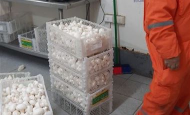 Agrícola en Venta en SECTOR EL LLANO DE RAUCO