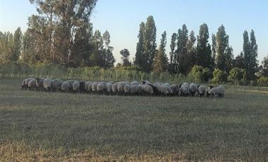 Agrícola en Venta en Parral