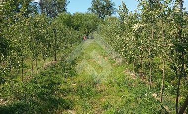 Agrícola en Venta en Camino La Palmilla, Cruce Casa Blanca Norte
