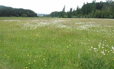 Agrícola en Venta en San Pablo, Sector Trumao