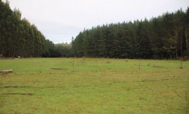 Agrícola en Venta en San Pablo, Sector Trumao