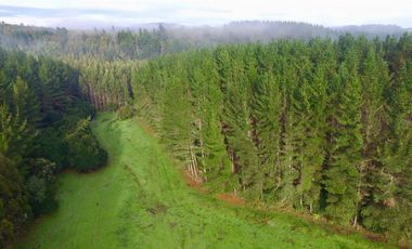 Agrícola en Venta en San Pablo, Sector Trumao
