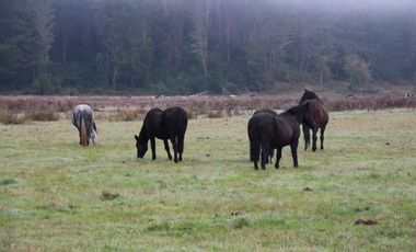 Agrícola en Venta en San Pablo, Sector Trumao