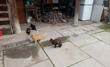 Casa en Venta en Vargas con Serrano